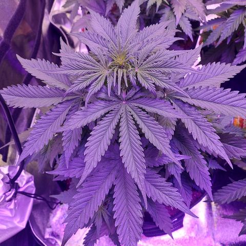 Auto Mazar growlog timeline photo