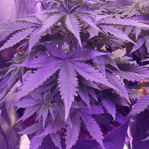 Auto Mazar growlog timeline photo