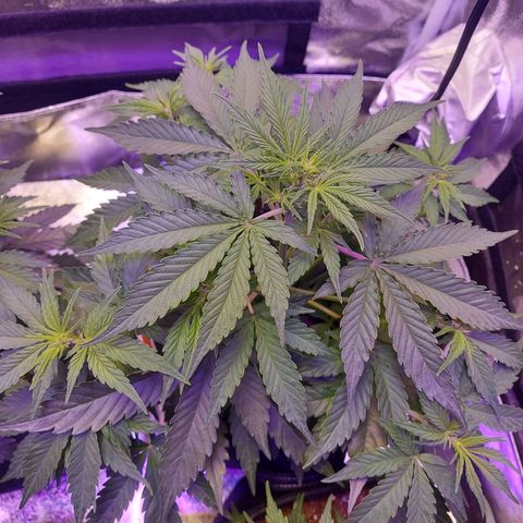 Think Big II growlog timeline photo