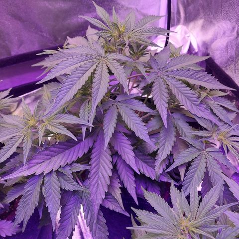 Think Big II growlog timeline photo
