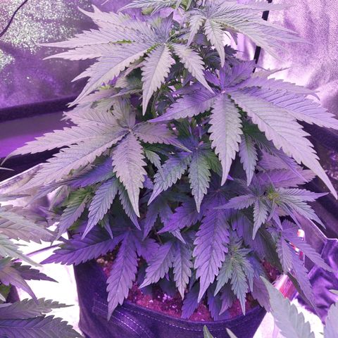 Auto Mazar growlog timeline photo