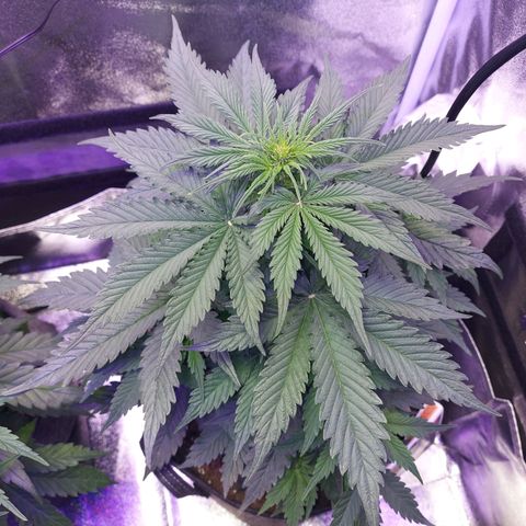 Auto Mazar growlog timeline photo
