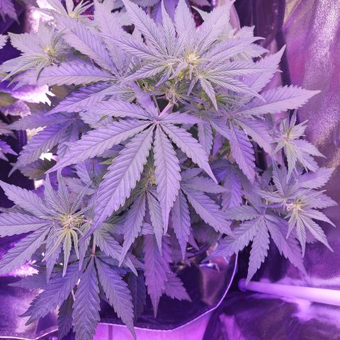Think Big II growlog timeline photo