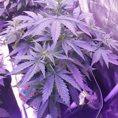 Think Big II growlog timeline photo