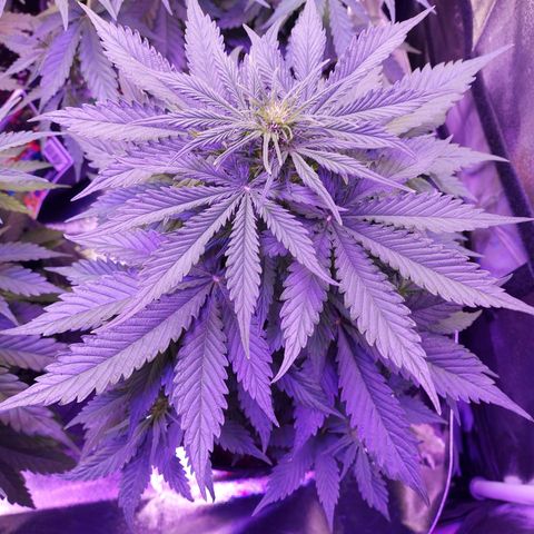 Auto Mazar growlog timeline photo