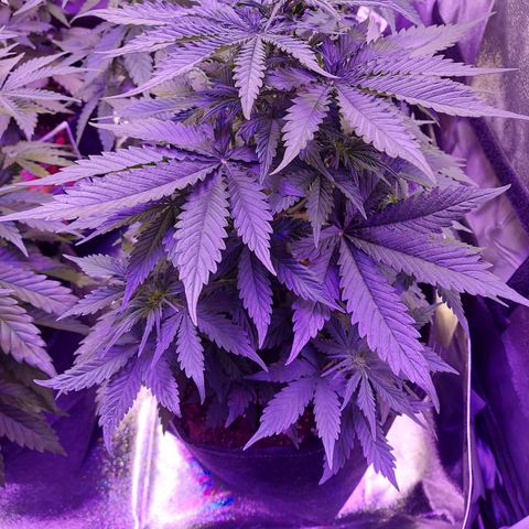 Auto Mazar growlog timeline photo