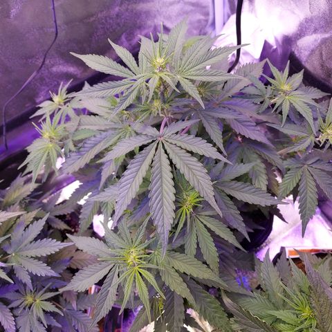 Think Big II growlog timeline photo