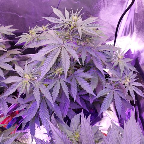 Think Big II growlog timeline photo