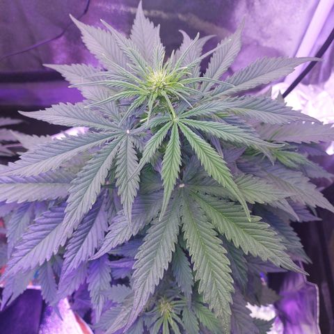 Auto Mazar growlog timeline photo