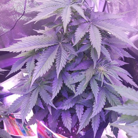 Auto Mazar growlog timeline photo