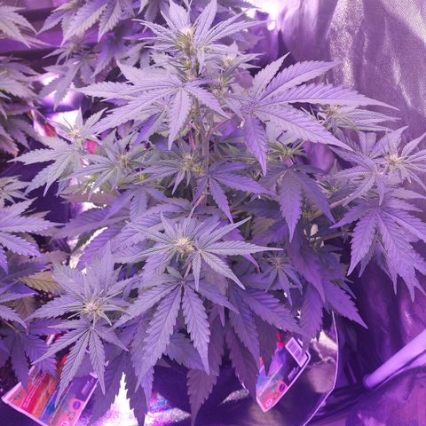 Think Big II growlog timeline photo
