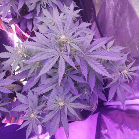 Think Big II growlog timeline photo