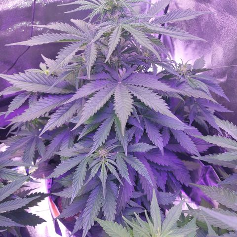 Auto Mazar growlog timeline photo