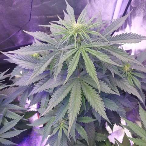 Auto Mazar growlog timeline photo