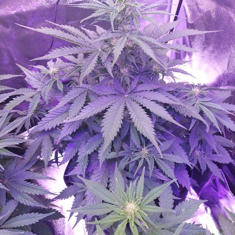 Auto Mazar growlog timeline photo