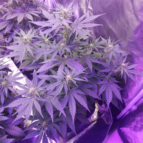 Think Big II growlog timeline photo