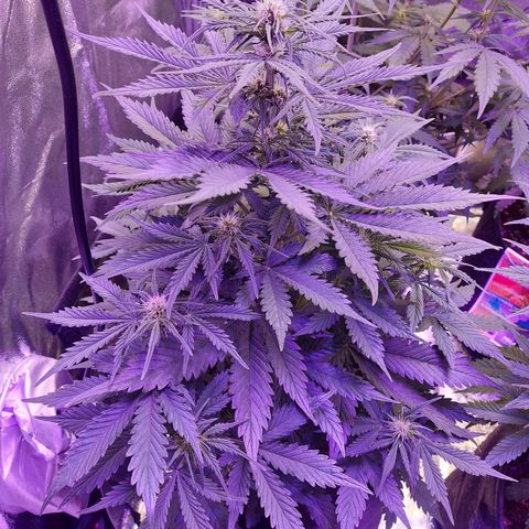 Auto Mazar growlog timeline photo