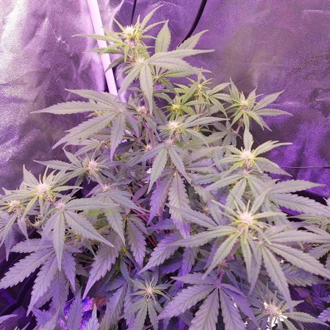 Think Big II growlog timeline photo