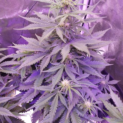 Auto Mazar growlog timeline photo