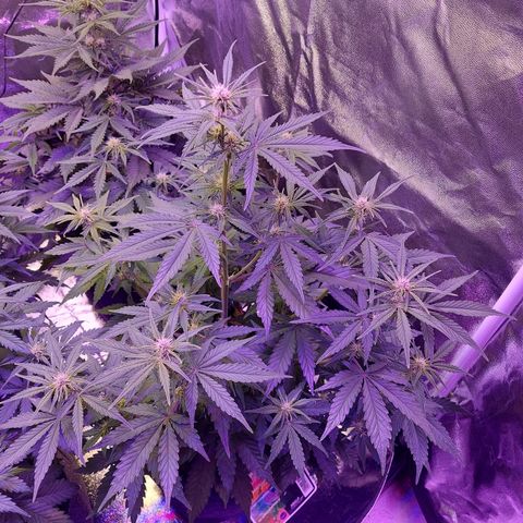 Think Big II growlog timeline photo