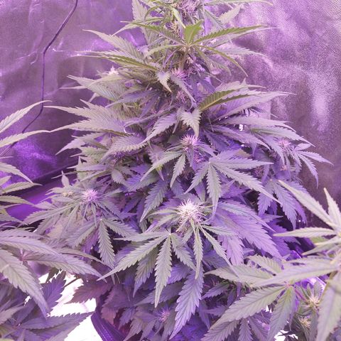 Auto Mazar growlog timeline photo