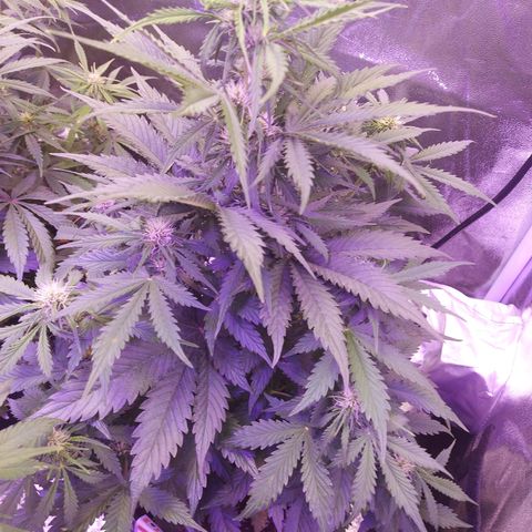 Auto Mazar growlog timeline photo
