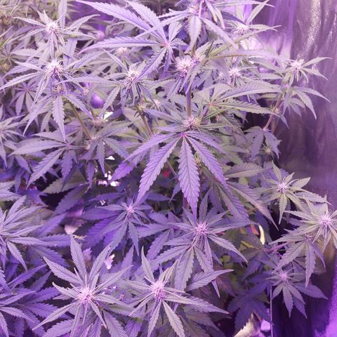 Think Big II growlog timeline photo
