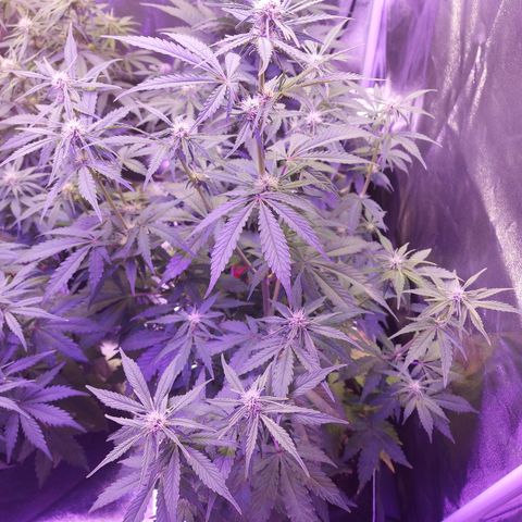 Think Big II growlog timeline photo