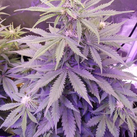 Auto Mazar growlog timeline photo
