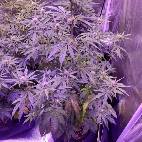 Think Big II growlog timeline photo