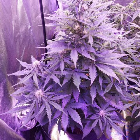 Auto Mazar growlog timeline photo