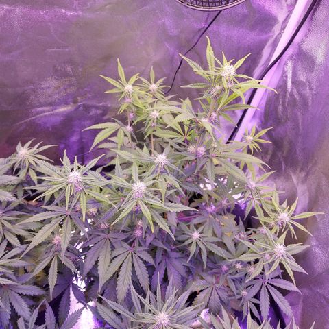 Think Big II growlog timeline photo