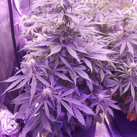 Auto Mazar growlog timeline photo