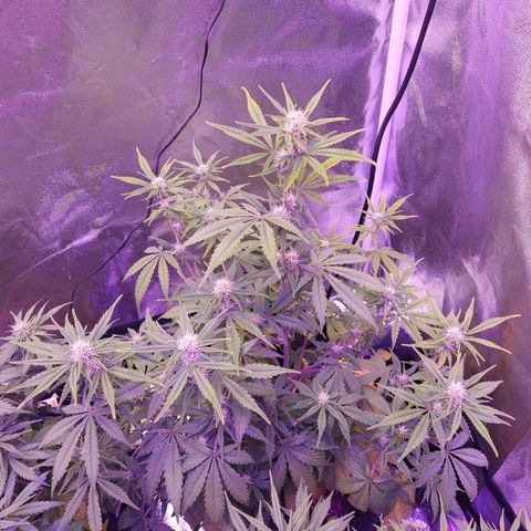 Think Big II growlog timeline photo