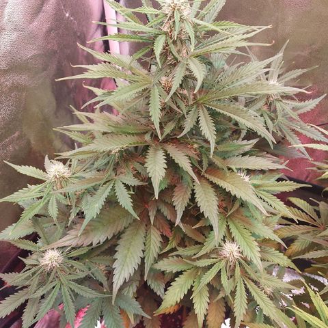 Auto Mazar growlog timeline photo