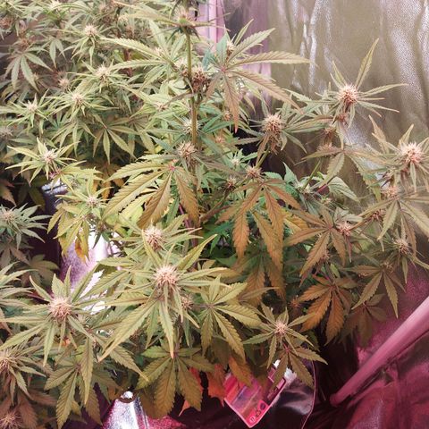 Think Big II growlog timeline photo