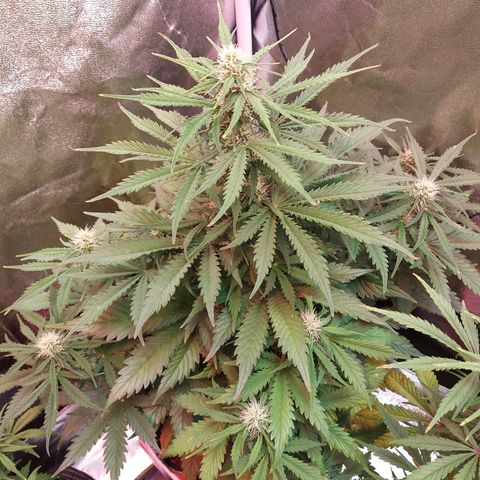 Auto Mazar growlog timeline photo
