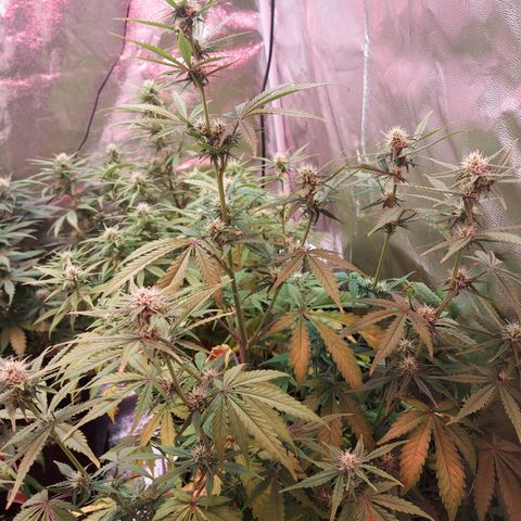Think Big II growlog timeline photo