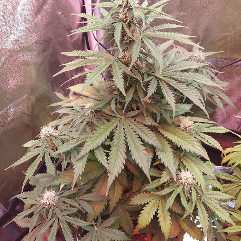 Auto Mazar growlog timeline photo