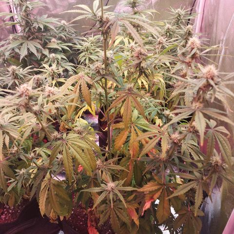 Think Big II growlog timeline photo