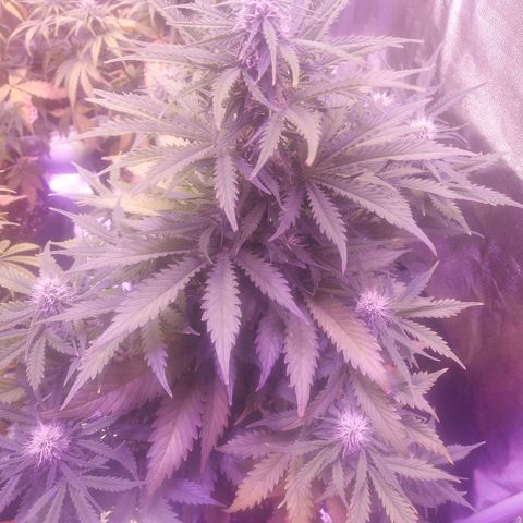Auto Mazar growlog timeline photo