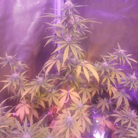 Think Big II growlog timeline photo