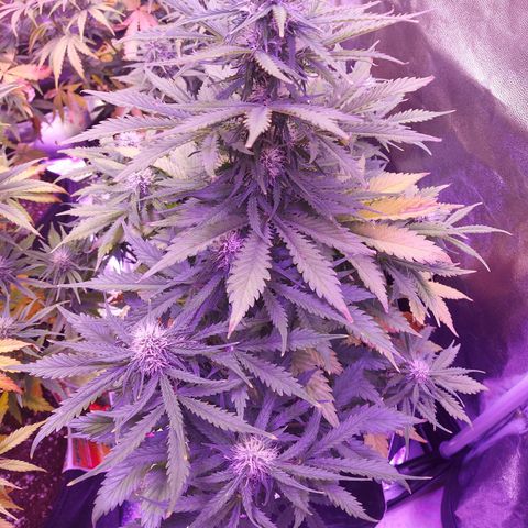 Auto Mazar growlog timeline photo