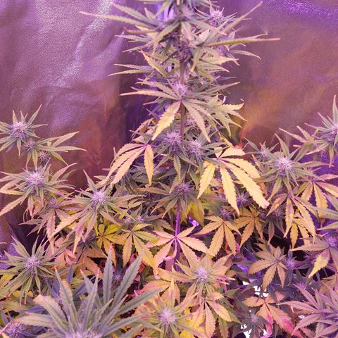Think Big II growlog timeline photo