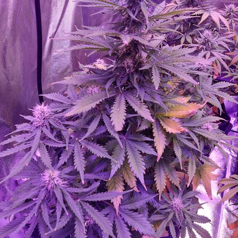 Auto Mazar growlog timeline photo