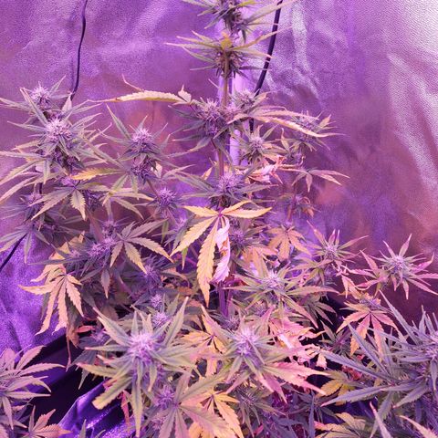 Think Big II growlog timeline photo