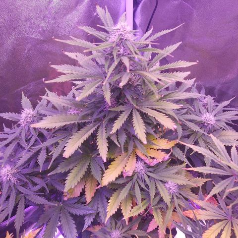 Auto Mazar growlog timeline photo