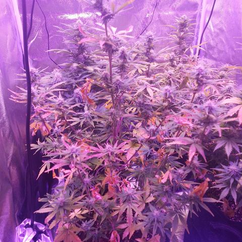 Think Big II growlog timeline photo