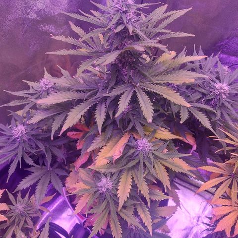 Auto Mazar growlog timeline photo