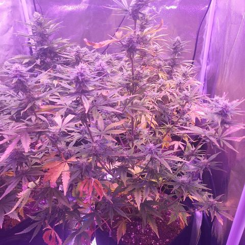 Think Big II growlog timeline photo
